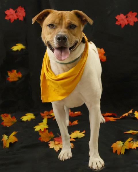 Rocco, a Adoptable Mixed Breed image 3/4