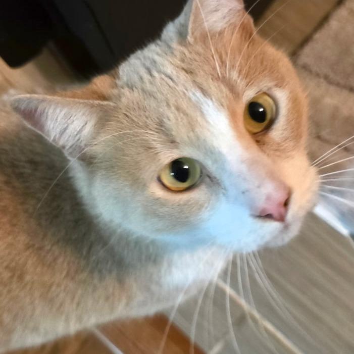 Enlarge Bandit, a Adoptable Domestic Short Hair in Long Beach, CA image 1/6