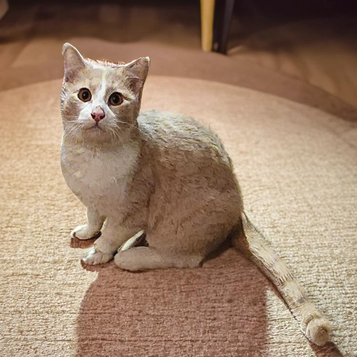 Bandit, Adoptable, Adult Male Domestic Short Hair.