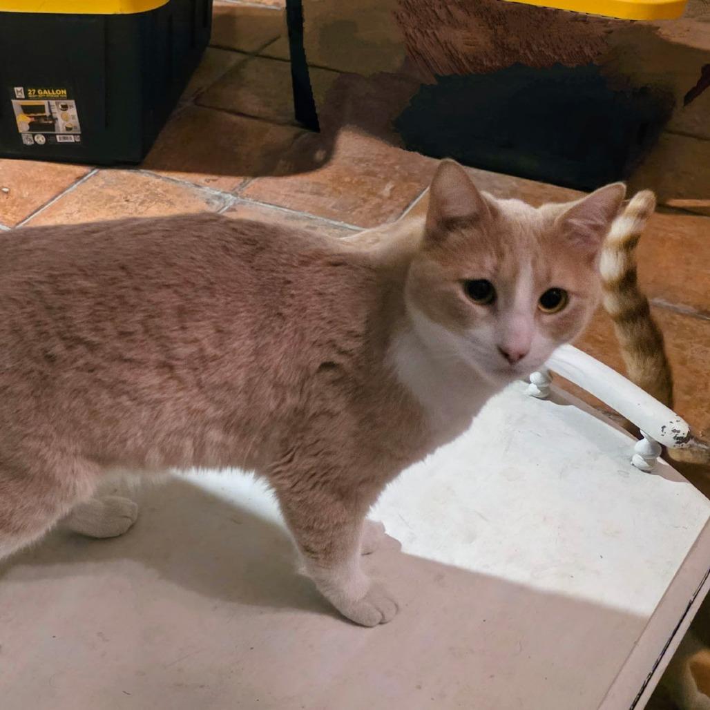 Enlarge Bandit, a Adoptable Domestic Short Hair in Long Beach, CA image 2/5