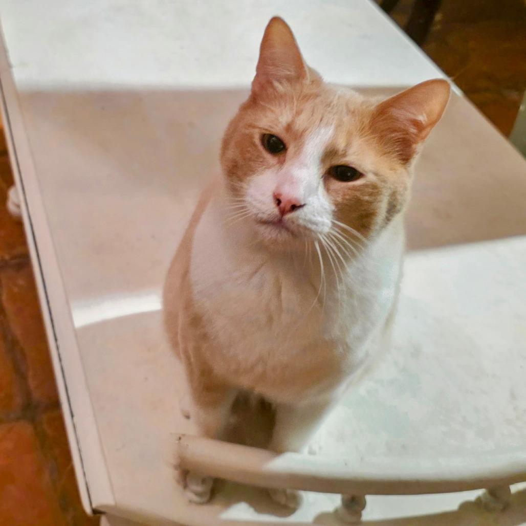 Enlarge Bandit, a Adoptable Domestic Short Hair in Long Beach, CA image 3/5