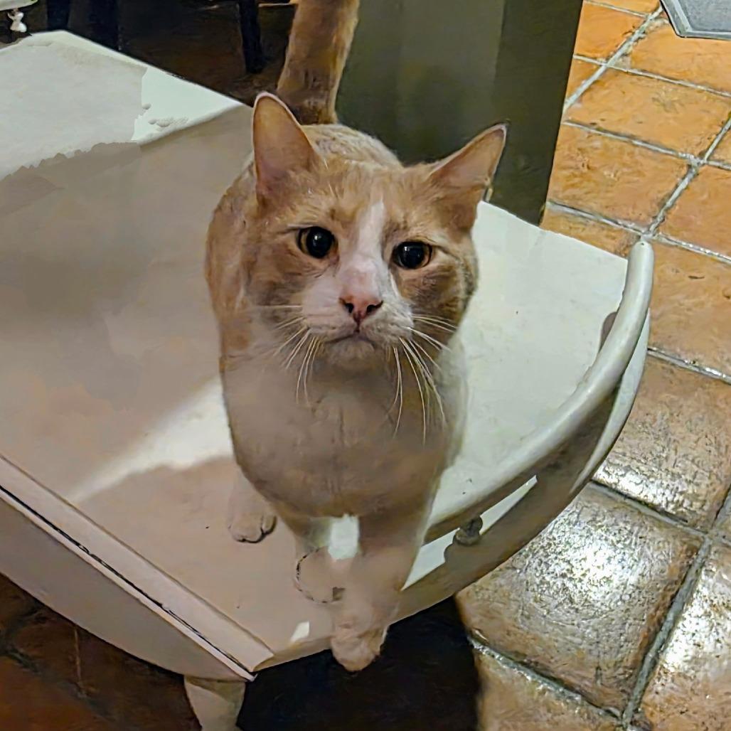 Enlarge Bandit, a Adoptable Domestic Short Hair in Long Beach, CA image 4/5