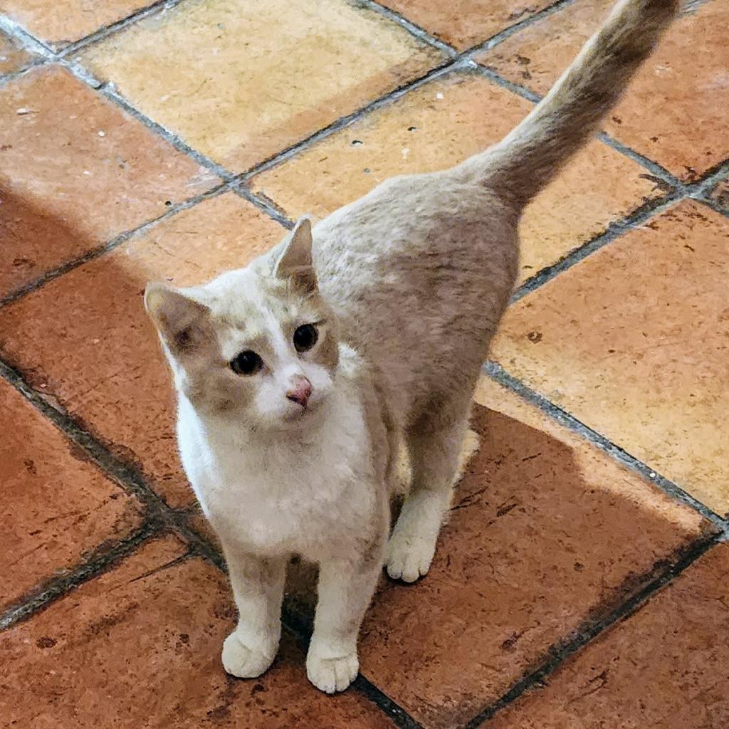 Enlarge Bandit, a Adoptable Domestic Short Hair in Long Beach, CA image 5/5