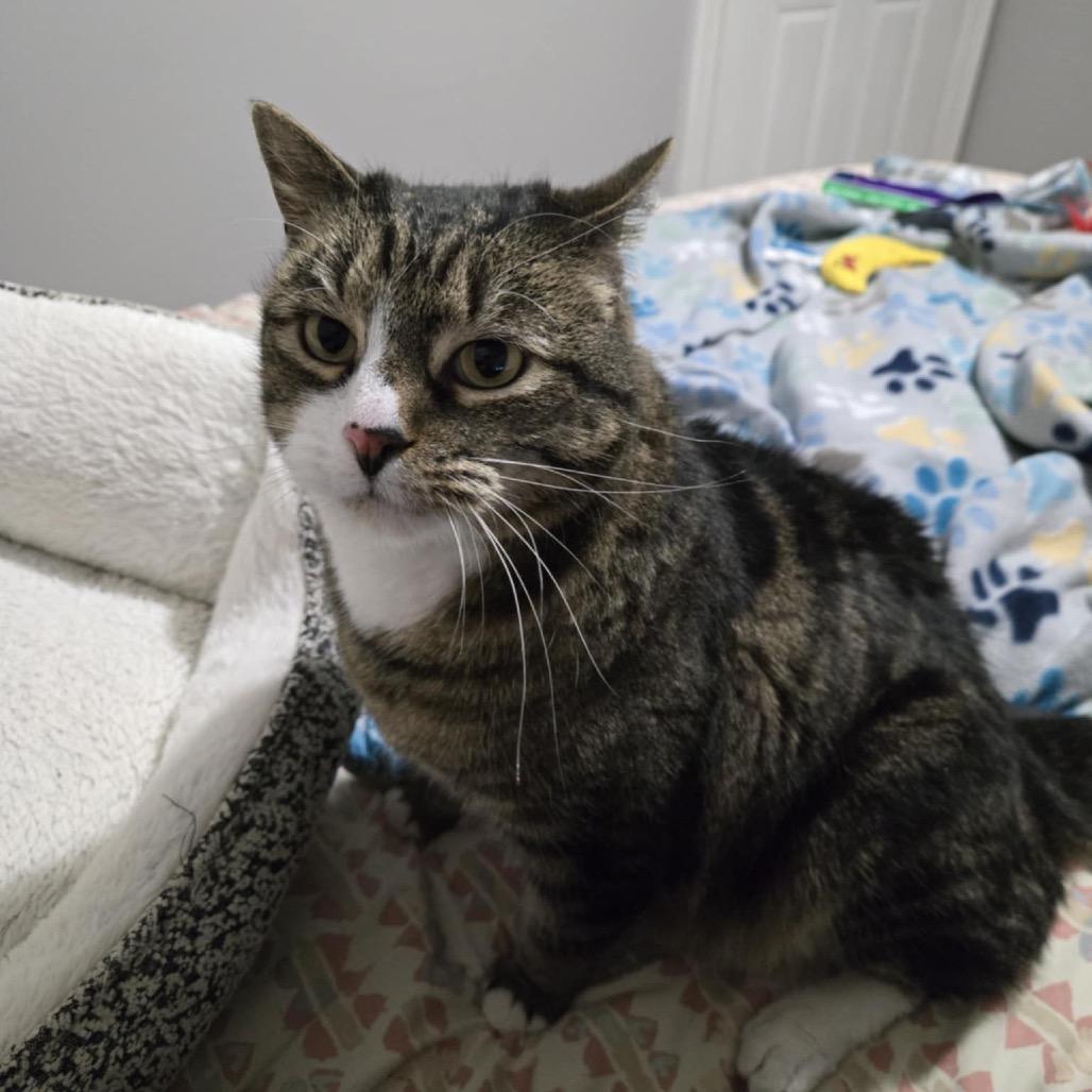 Aries Stoppelmoor, Adoptable, Senior Male Domestic Short Hair.