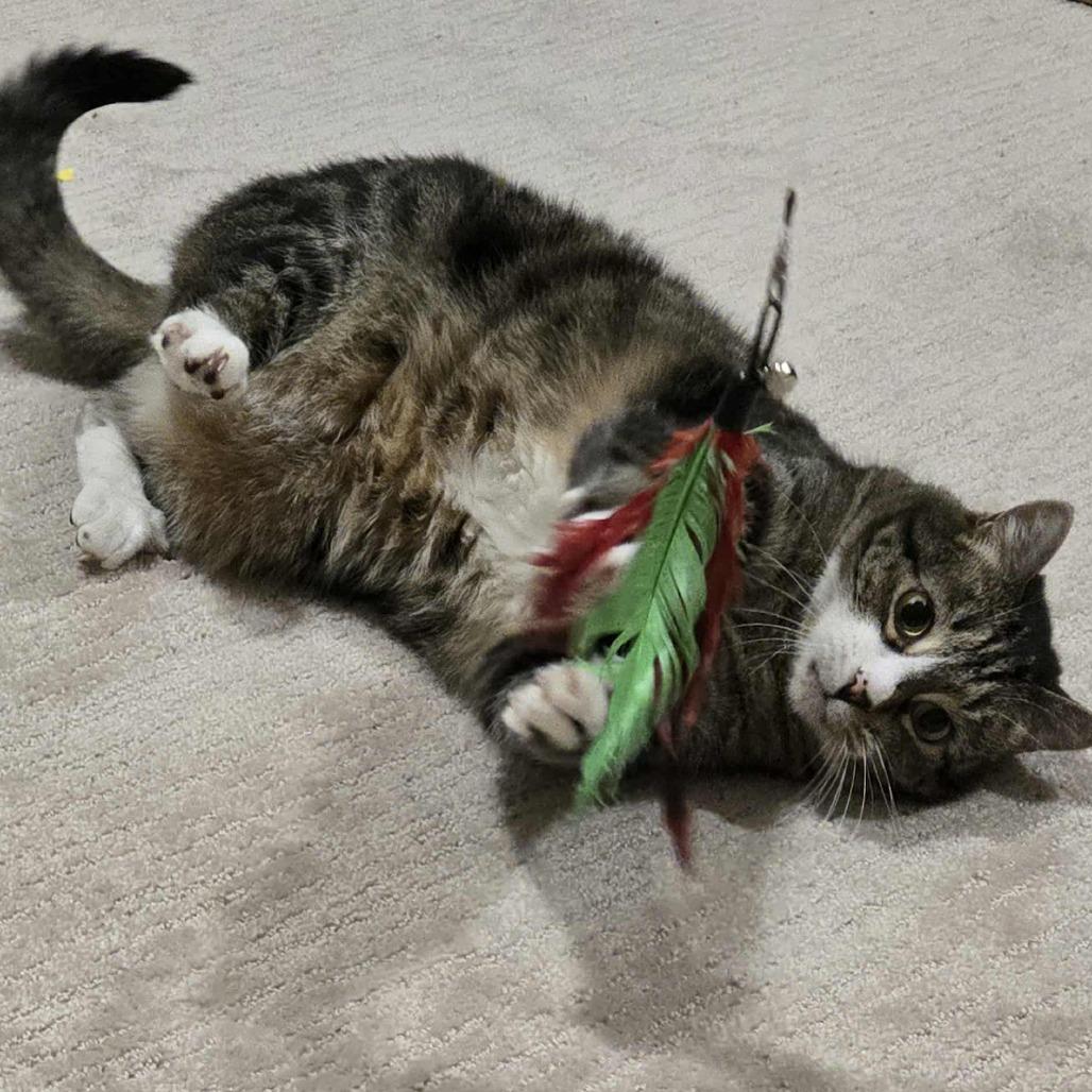 Enlarge Aries Stoppelmoor, a Adoptable Domestic Short Hair in Eagle Mountain, UT image 2/4