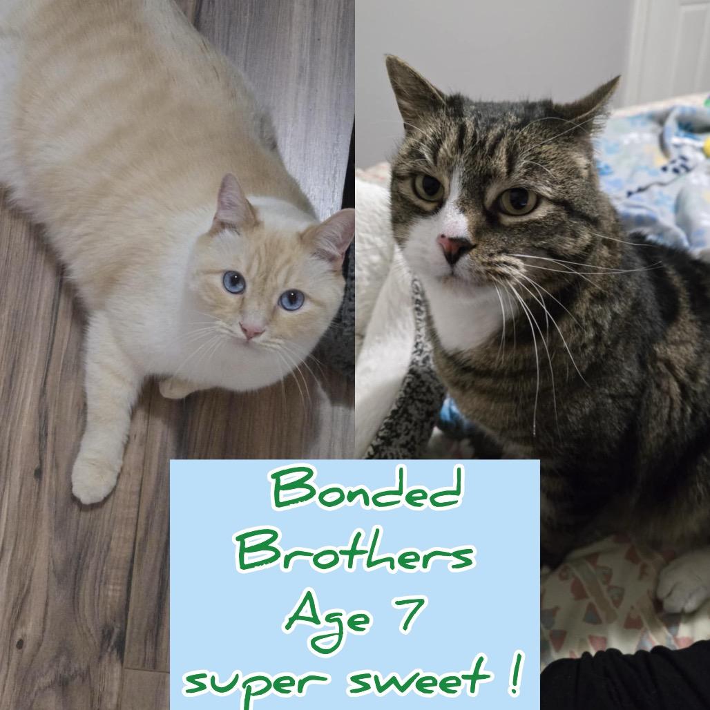 Enlarge Aries Stoppelmoor, a Adoptable Domestic Short Hair in Eagle Mountain, UT image 3/4