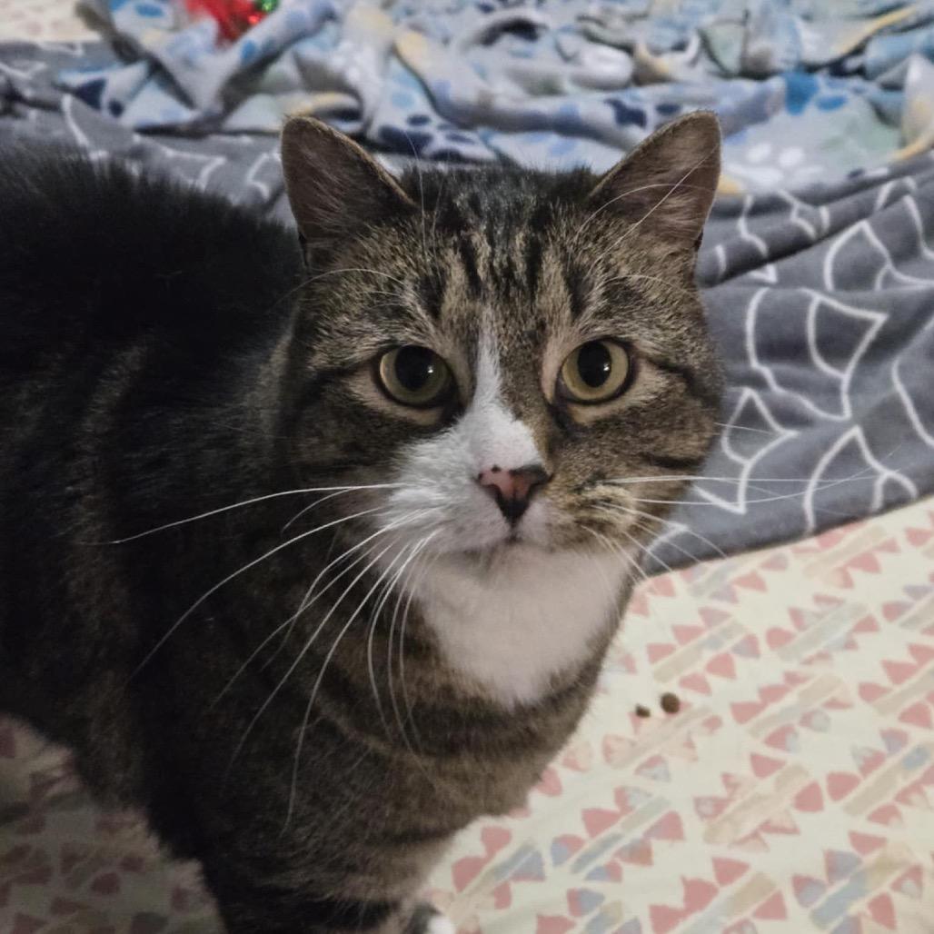 Enlarge Aries Stoppelmoor, a Adoptable Domestic Short Hair in Eagle Mountain, UT image 4/4