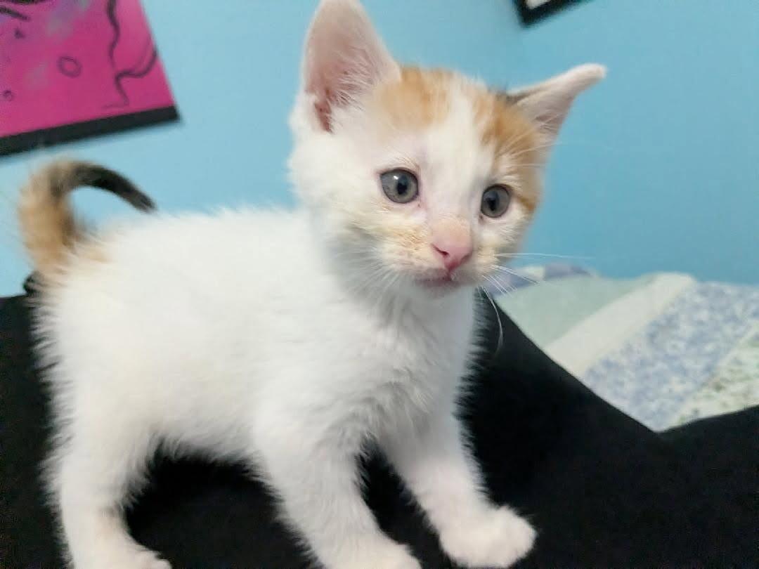 Enlarge Patsy, a Adoptable Domestic Short Hair in Yankton, SD image 1/1