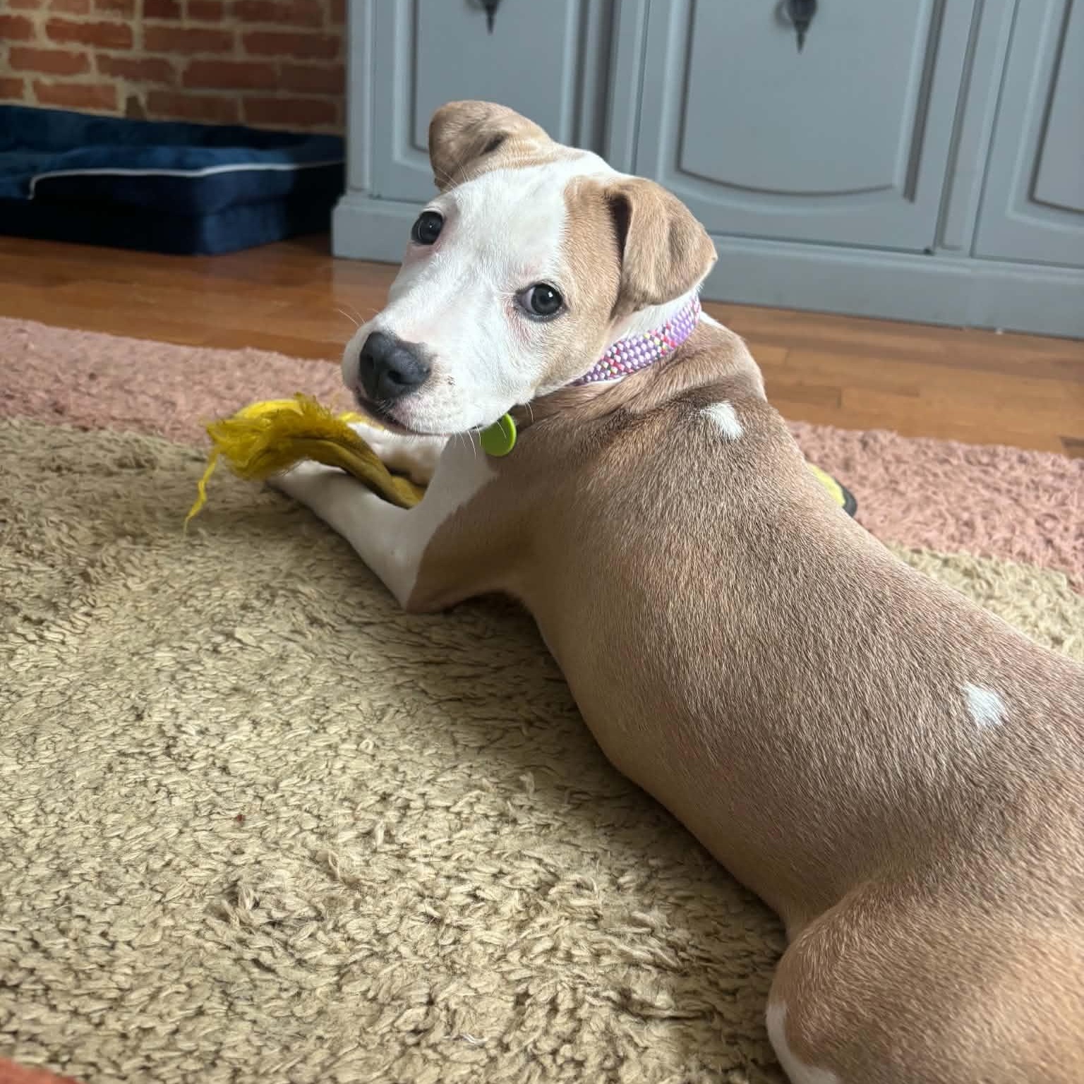 Enlarge Primrose, a Adopted mixed breed in Baltimore, MD image 3/4