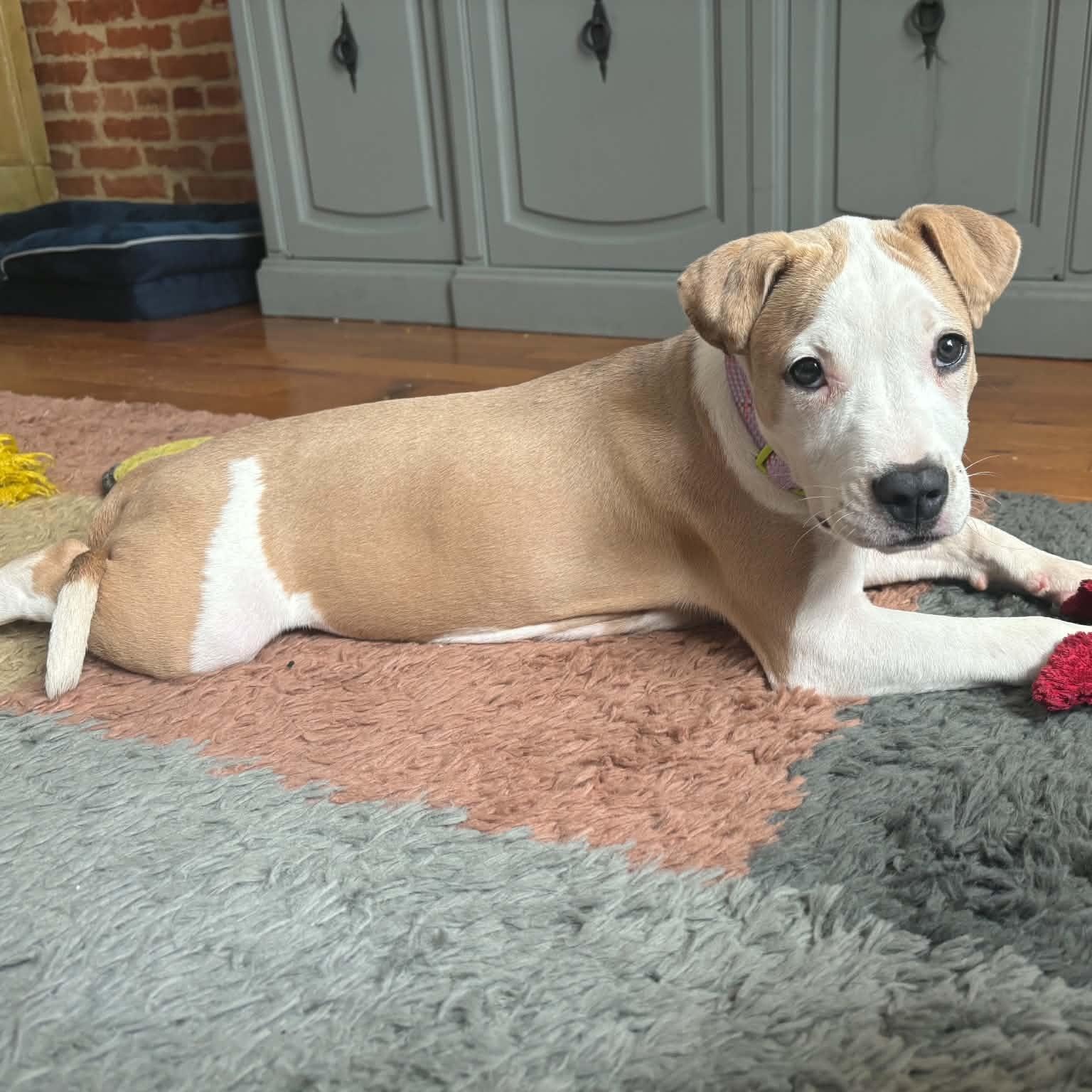 Enlarge Primrose, a Adopted mixed breed in Baltimore, MD image 4/4