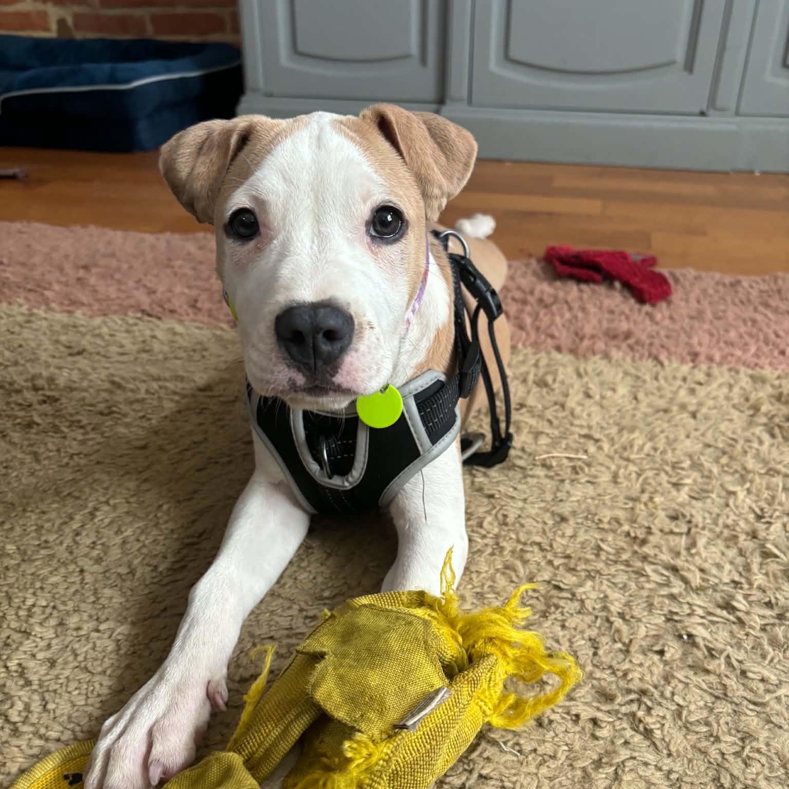 Enlarge Primrose, a Adopted mixed breed in Baltimore, MD image 1/4