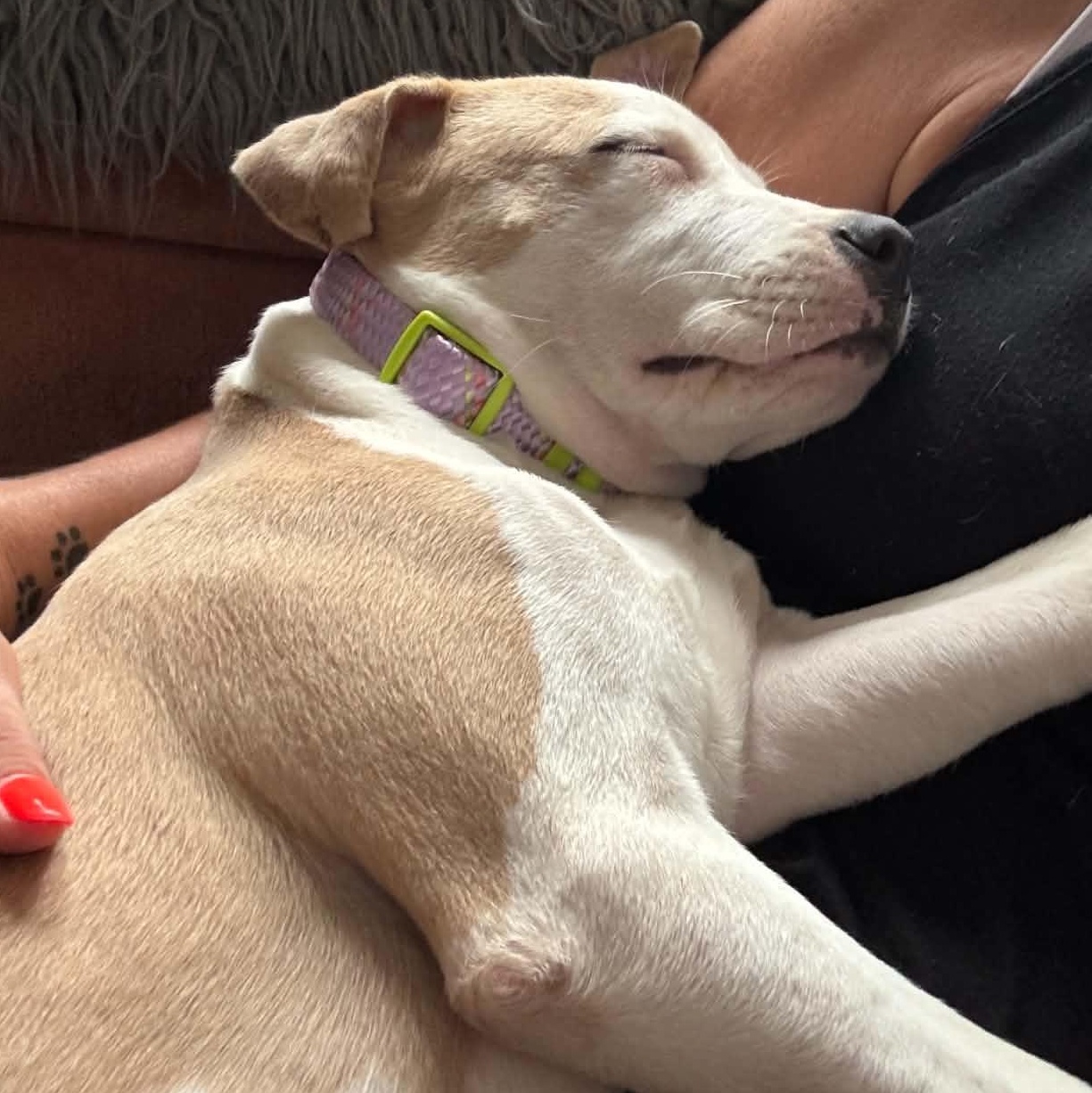 Enlarge Primrose, a Adopted mixed breed in Baltimore, MD image 2/4
