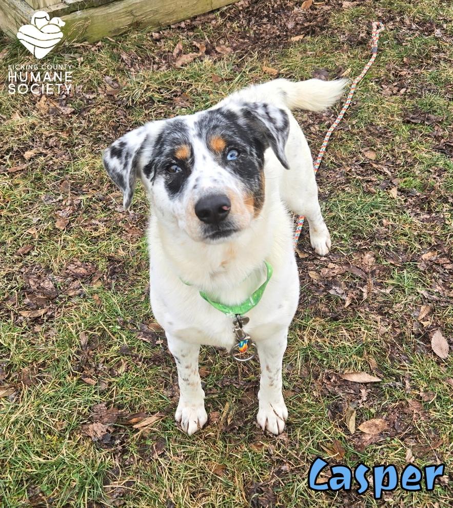 Casper, adopted, Adult Male Mixed Breed.