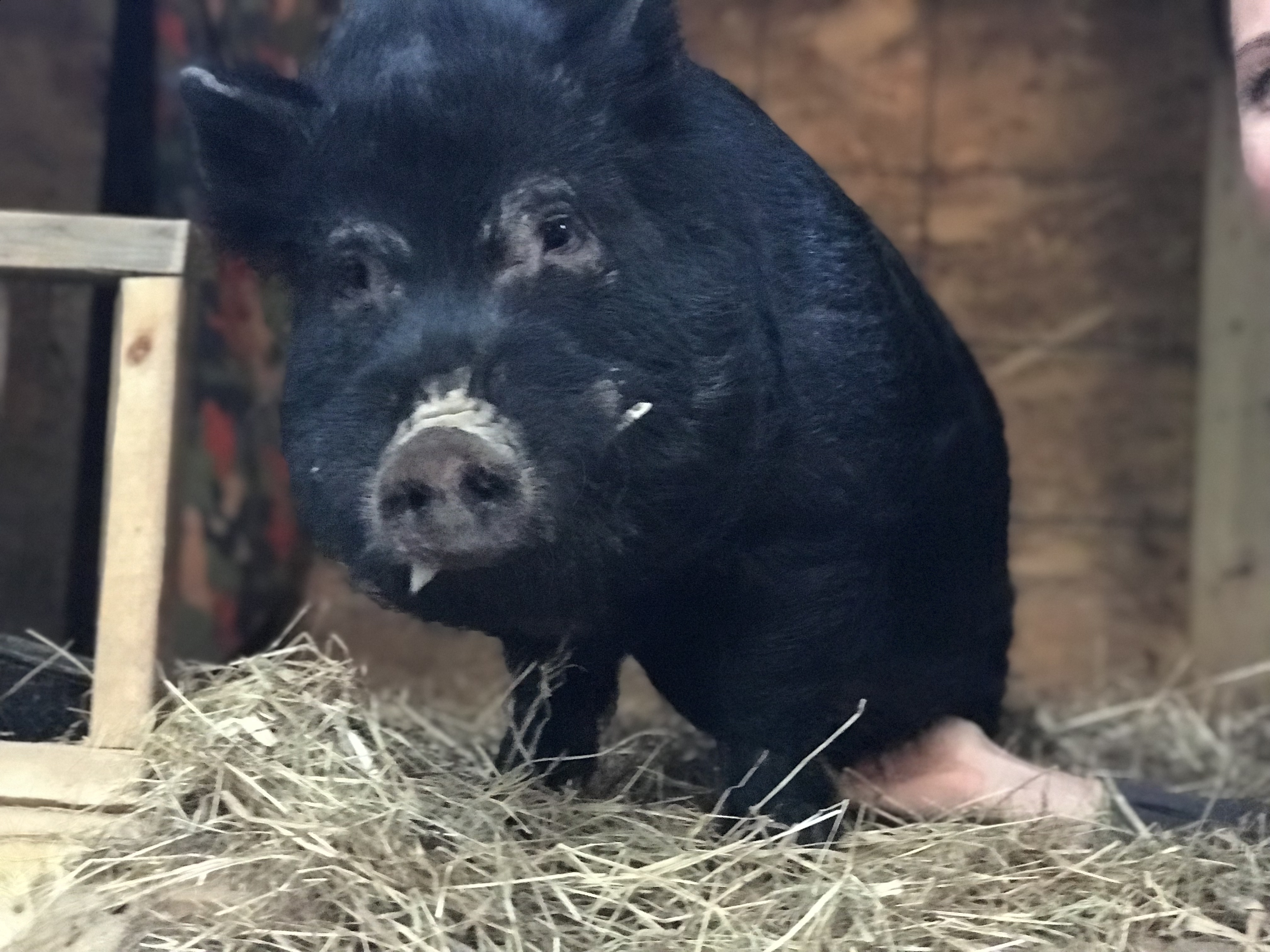 Norman, Adult Male Pot Bellied