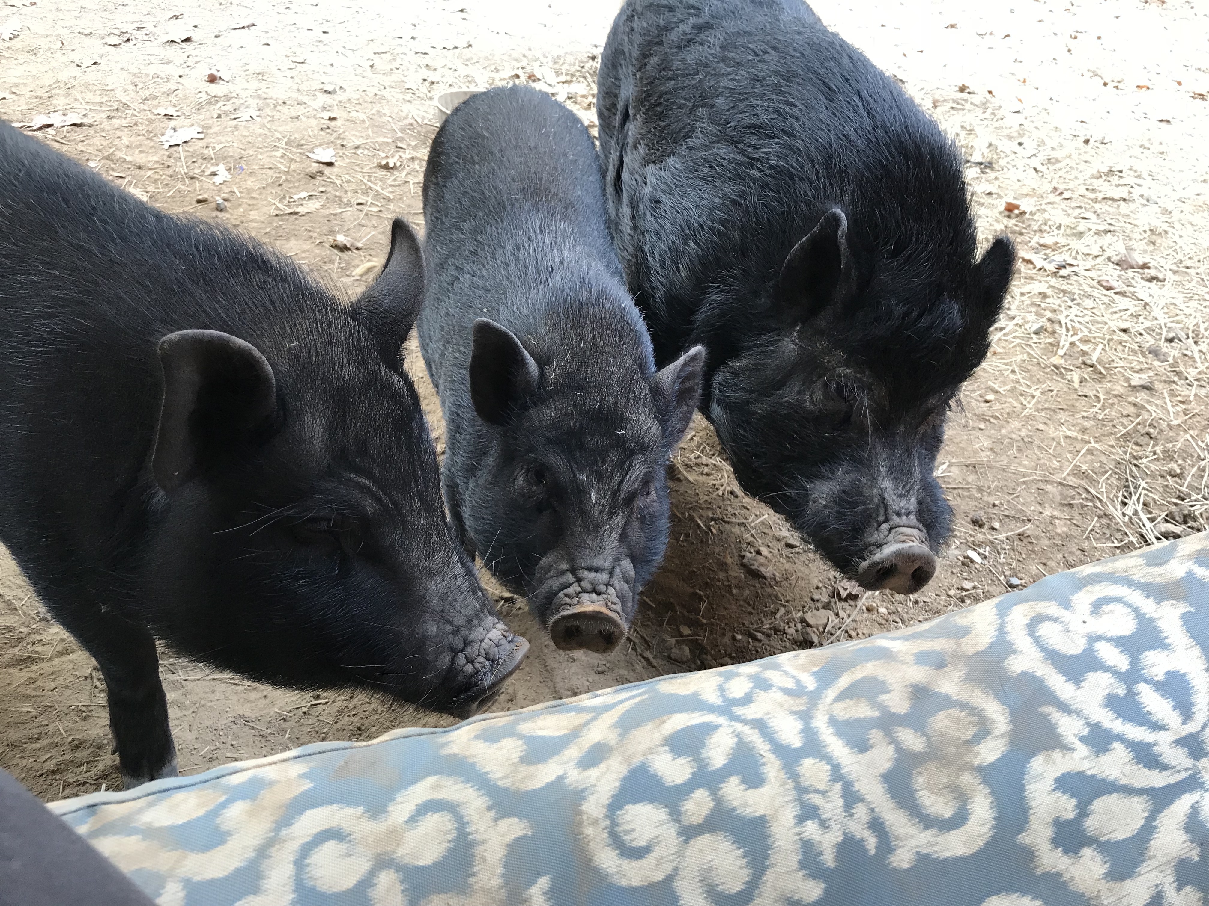 Norman, a Adoptable Pot Bellied in Durham, NC image 2/5