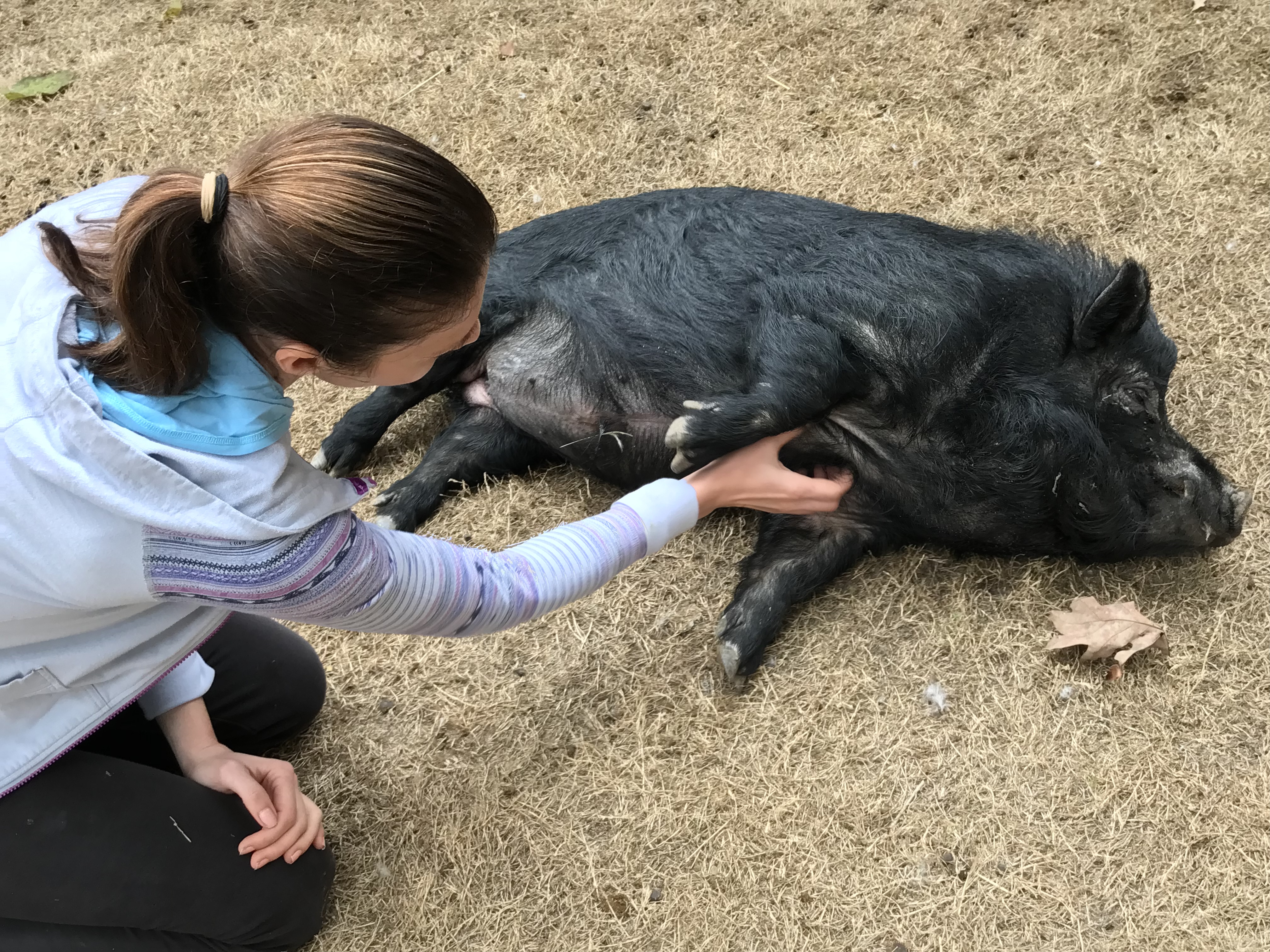 Norman, a Adoptable Pot Bellied in Durham, NC image 3/5
