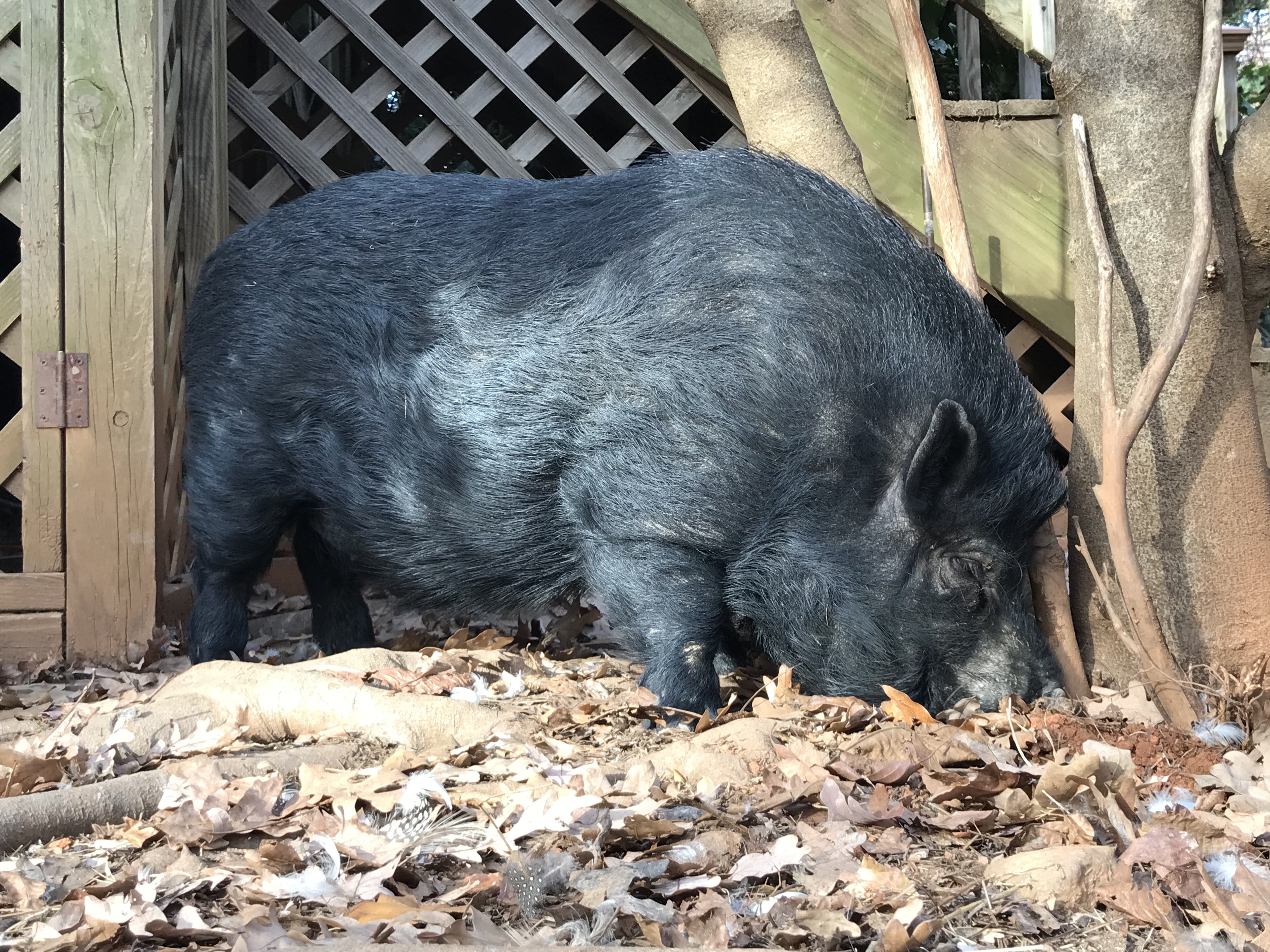 Norman, a Adoptable Pot Bellied in Durham, NC image 4/5