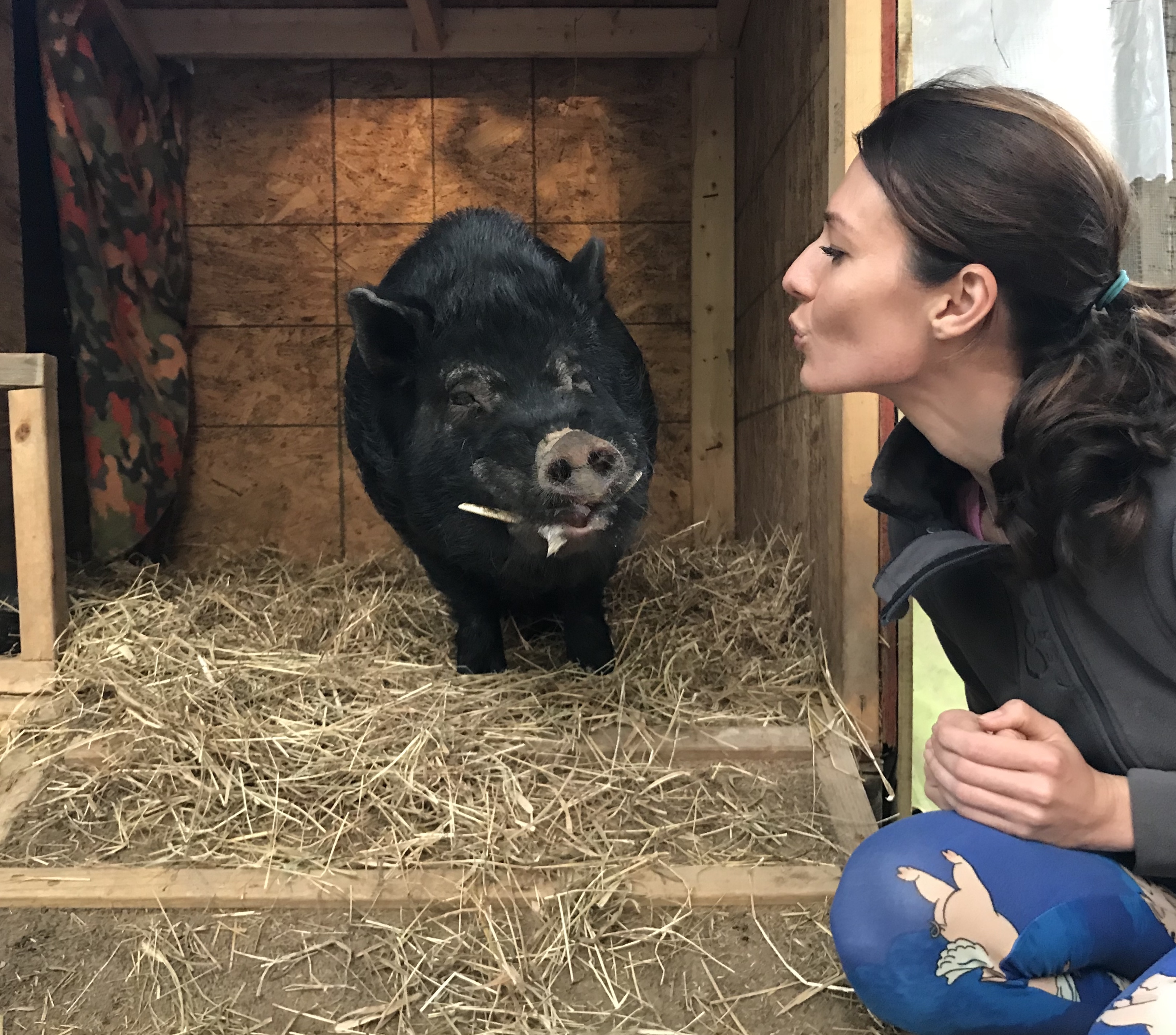 Norman, a Adoptable Pot Bellied in Durham, NC image 5/5