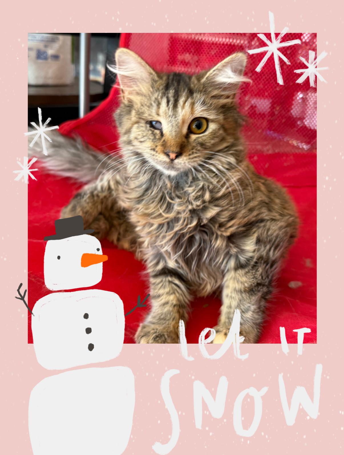 Enlarge Susan, a ADOPTABLE mixed breed in Oceanside, CA image 1/3