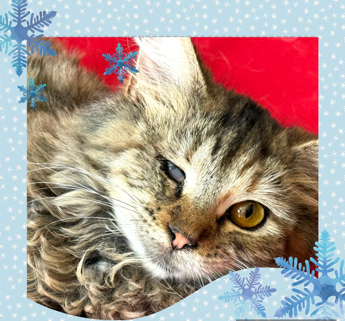 Enlarge Susan, a ADOPTABLE mixed breed in Oceanside, CA image 2/3