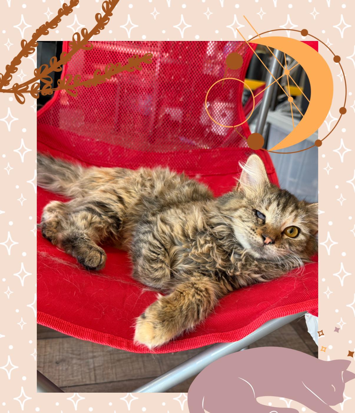 Enlarge Susan, a ADOPTABLE mixed breed in Oceanside, CA image 3/3