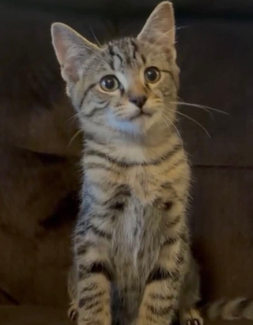 Apollo (Brittney-fostered in TN), Adoptable, Kitten Male Domestic Short Hair & Tabby.