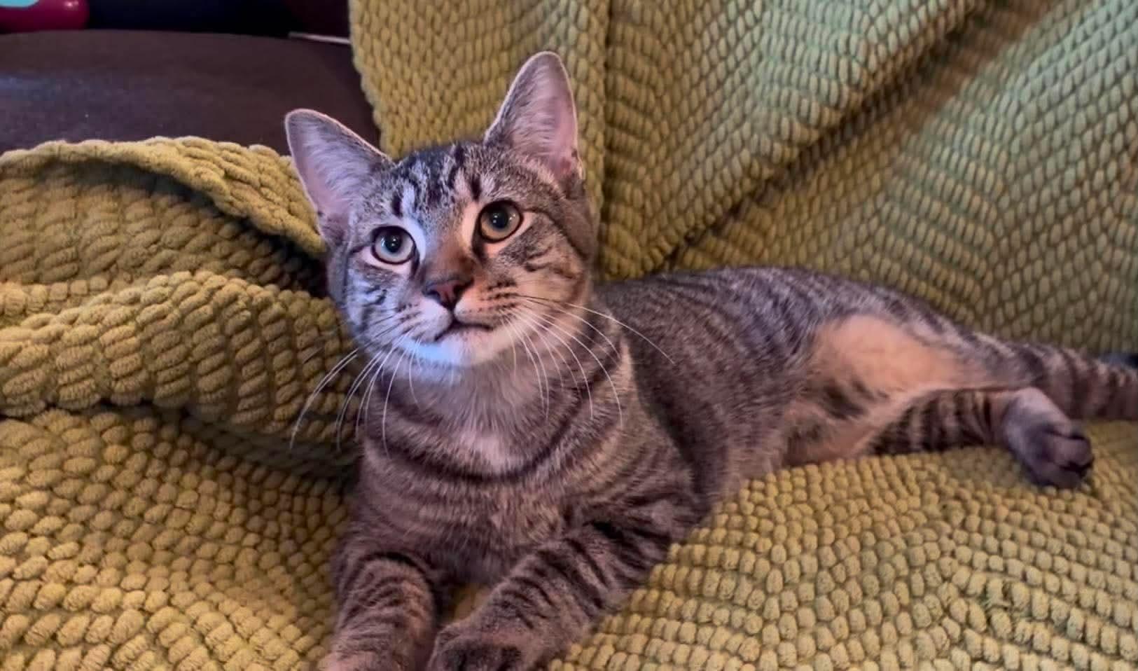 Apollo (Brittney-fostered in TN), Adoptable, Kitten Male Domestic Short Hair & Tabby.