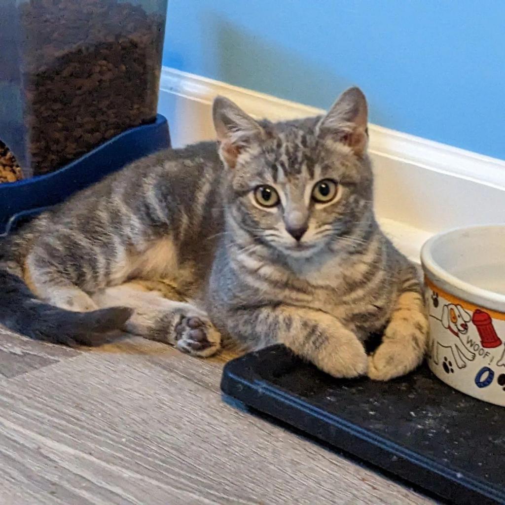 Enlarge Pinky, a Adoptable Domestic Short Hair in SLIPPERY ROCK, PA image 1/5