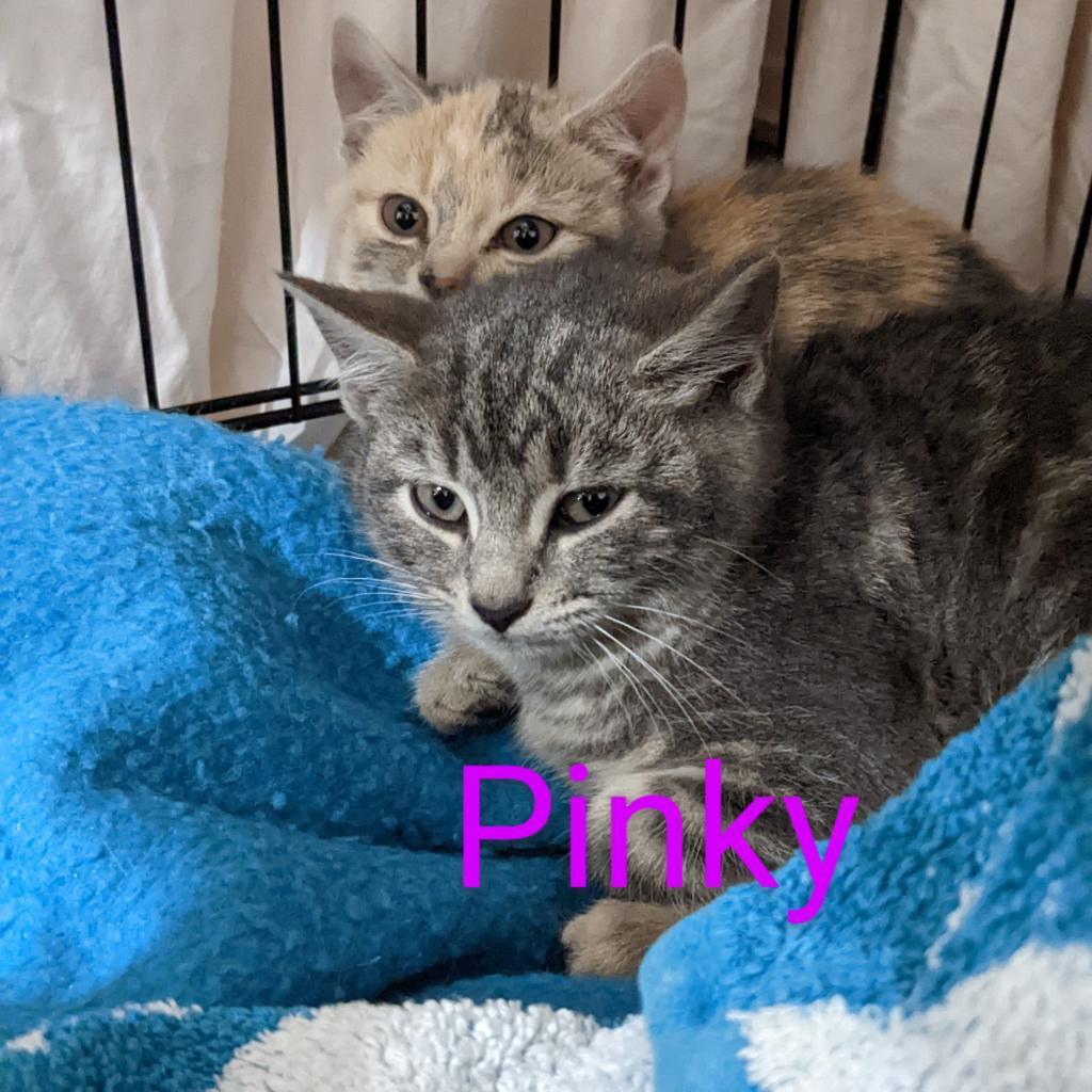 Enlarge Pinky, a Adoptable Domestic Short Hair in SLIPPERY ROCK, PA image 2/5