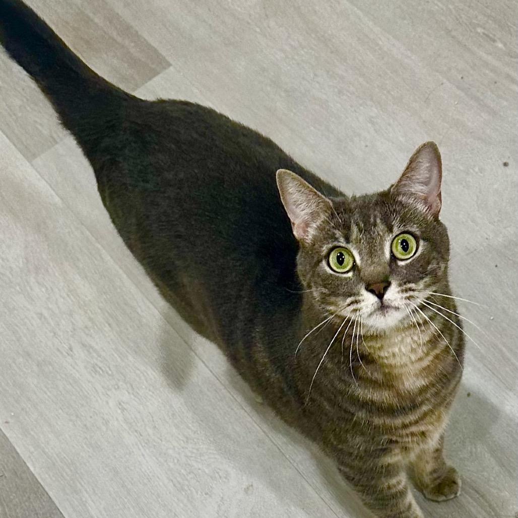 Enlarge Pinky, a Adoptable Domestic Short Hair in SLIPPERY ROCK, PA image 3/5