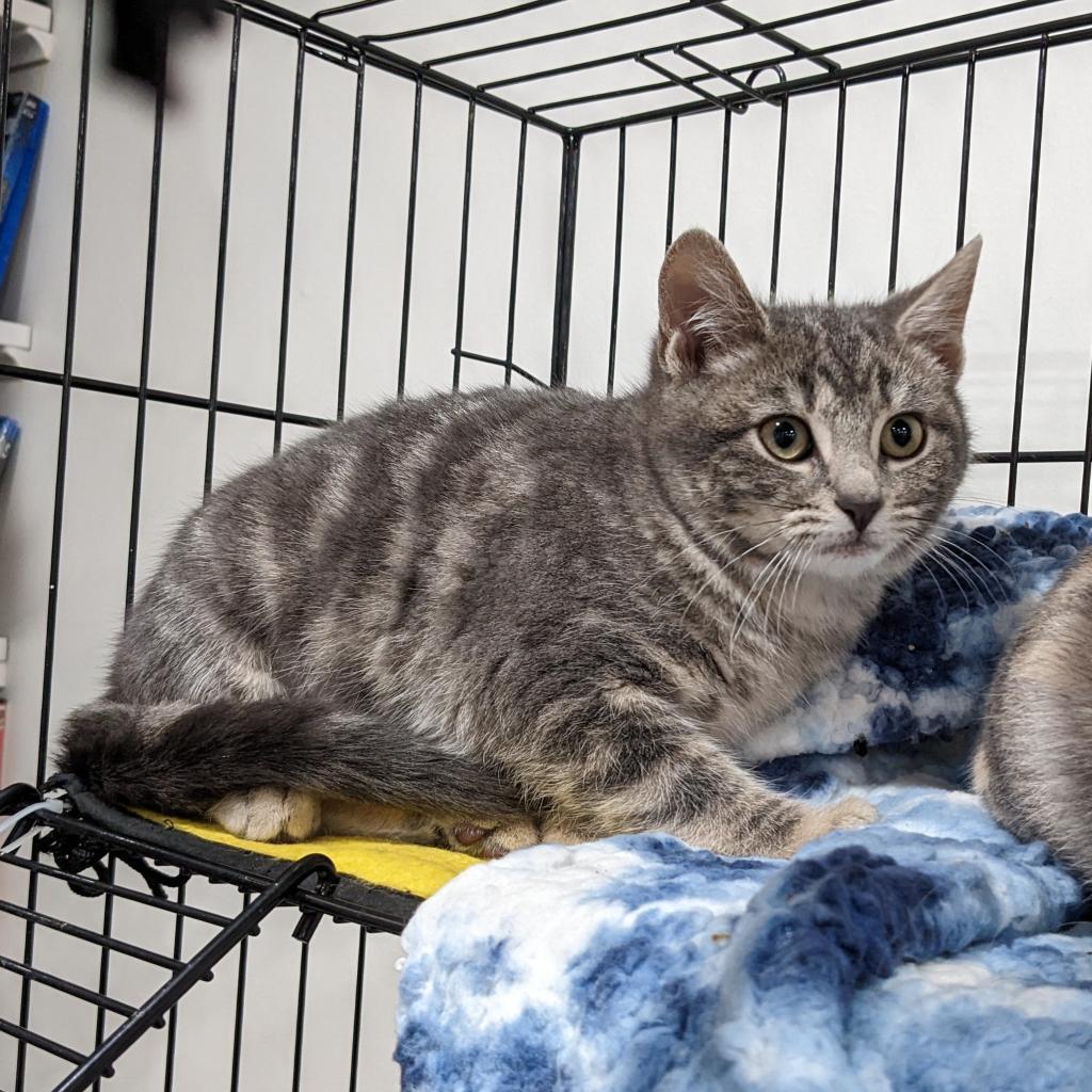 Enlarge Pinky, a Adoptable Domestic Short Hair in SLIPPERY ROCK, PA image 4/5