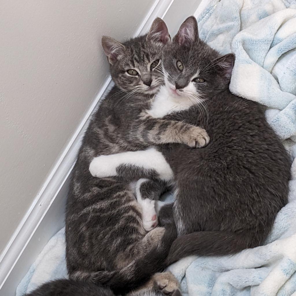 Enlarge Pinky, a Adoptable Domestic Short Hair in SLIPPERY ROCK, PA image 5/5