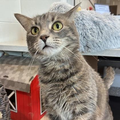 Enlarge Nala Stomps, a Adoptable mixed breed in Wheaton, IL image 1/3