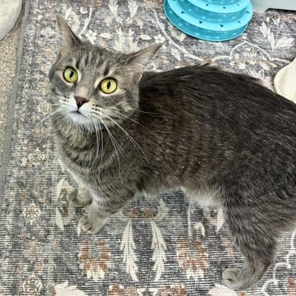 Enlarge Nala Stomps, a Adoptable mixed breed in Wheaton, IL image 2/3