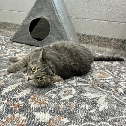 Enlarge Nala Stomps, a Adoptable mixed breed in Wheaton, IL image 3/3