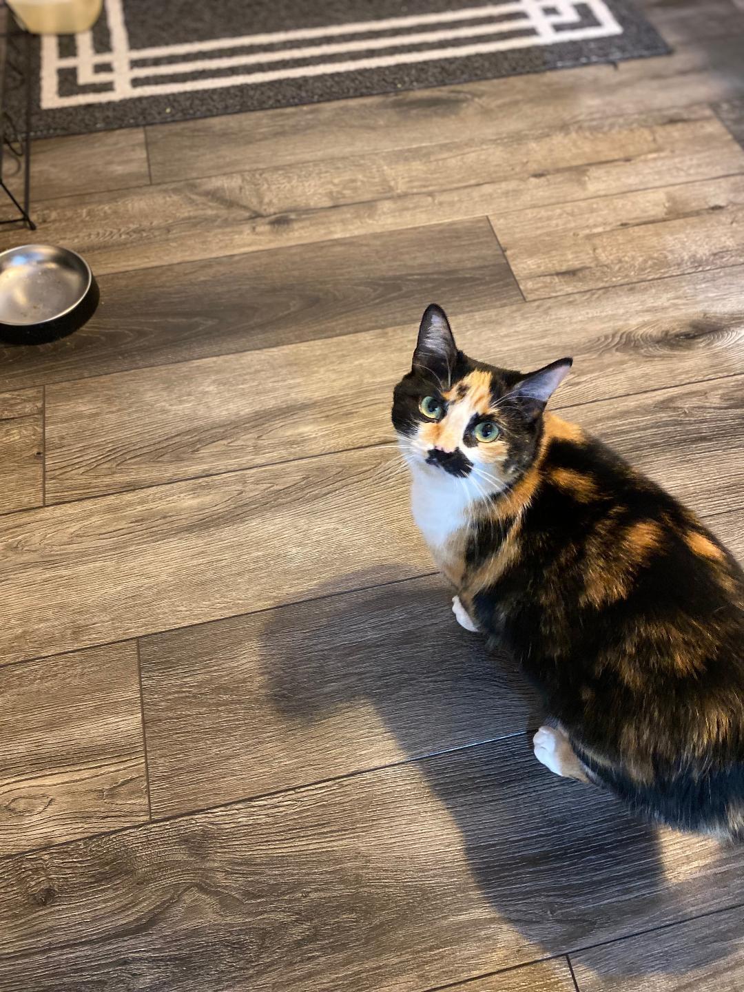 Enlarge Yumeko   COURTESY POST, an adopted Calico in Clawson, MI image 2/3