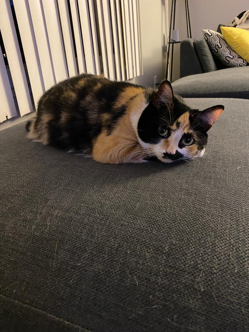 Enlarge Yumeko   COURTESY POST, an adopted Calico in Clawson, MI image 3/3