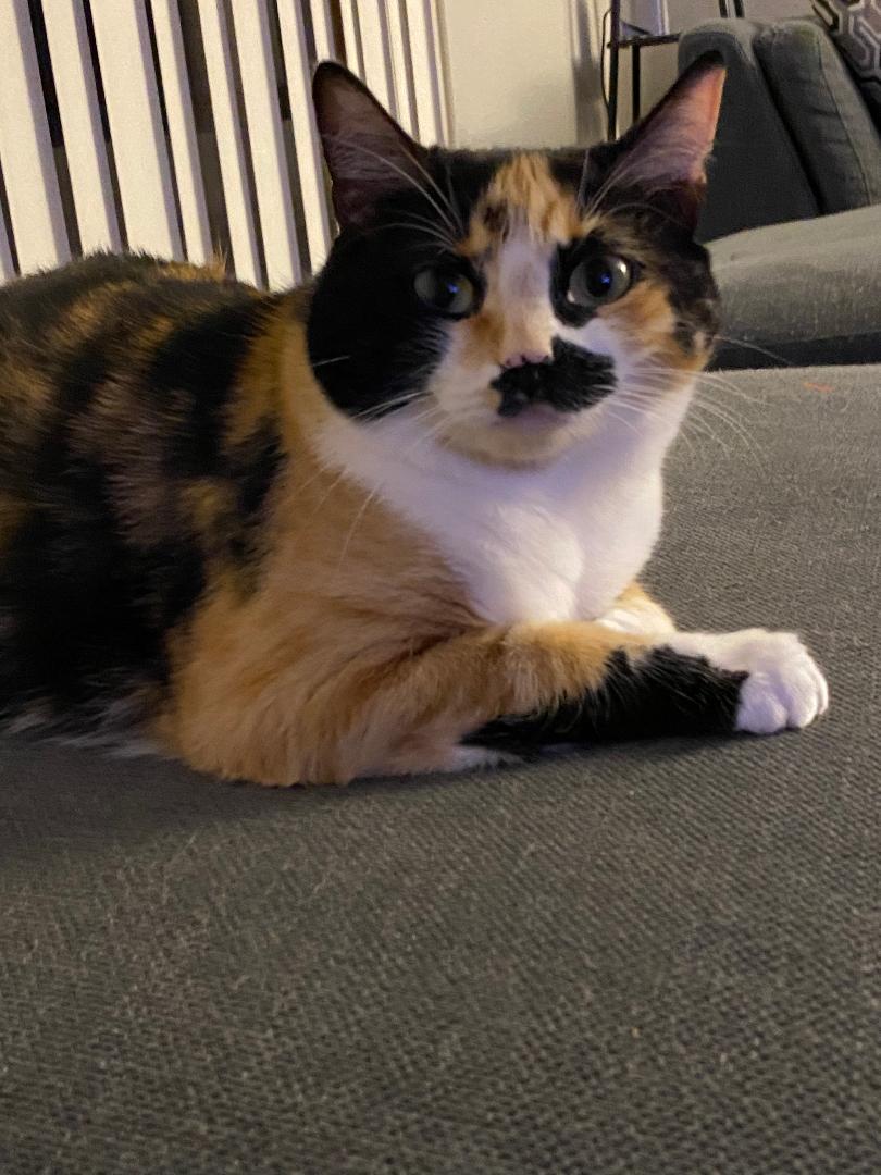 Yumeko   COURTESY POST, adopted, Adult Female Calico.