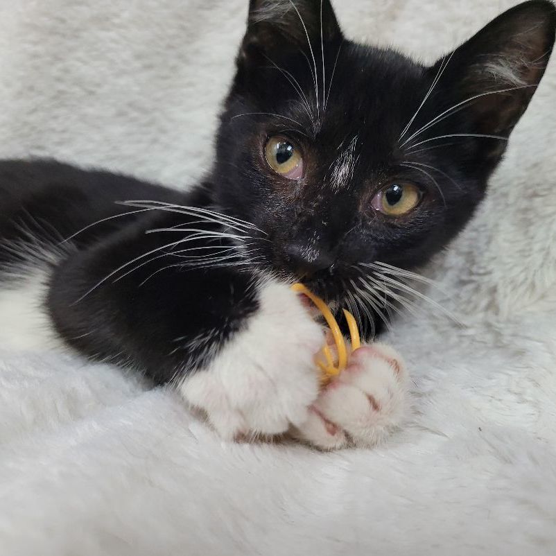 Larry, Adoptable, Kitten Male Tuxedo.