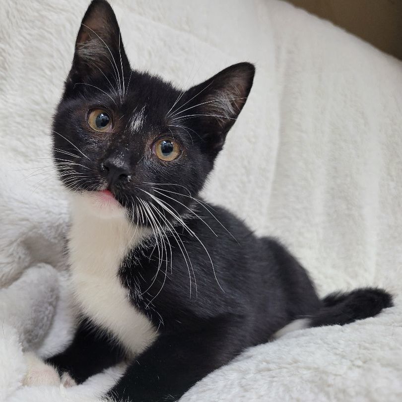 Larry, a Adoptable Tuxedo in Lincolnwood, IL image 2/6
