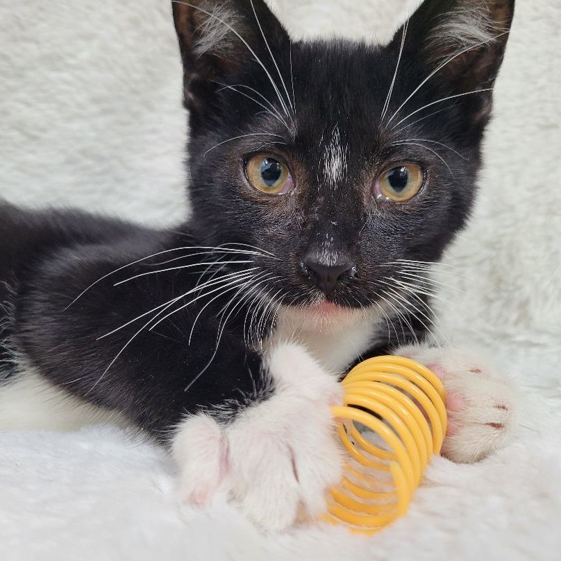 Larry, a Adoptable Tuxedo in Lincolnwood, IL image 3/6
