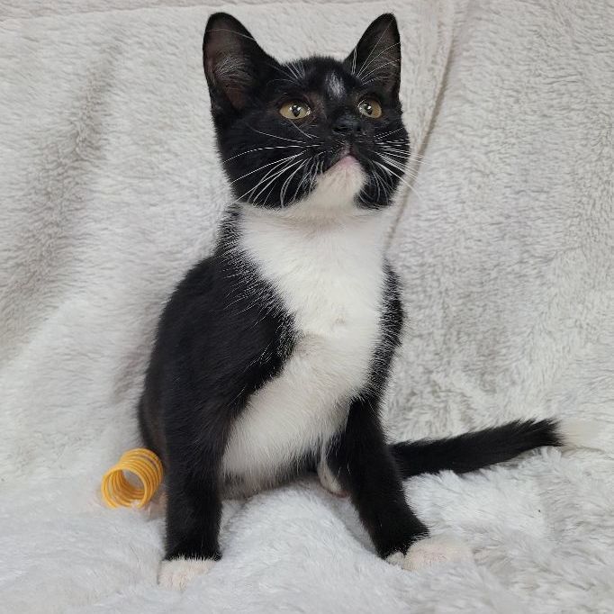 Larry, a Adoptable Tuxedo in Lincolnwood, IL image 4/6