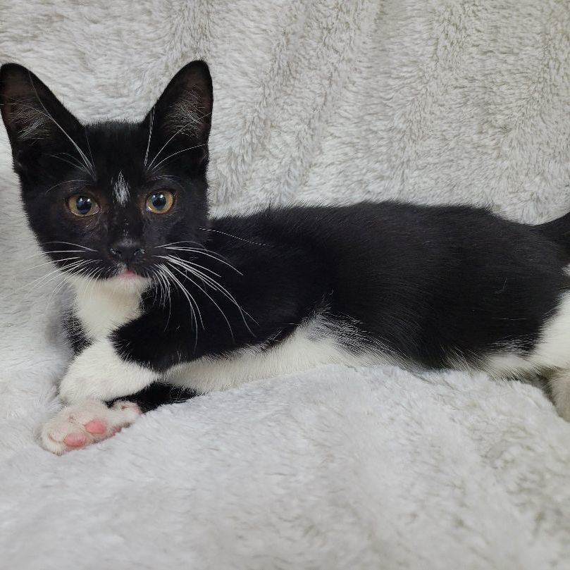 Larry, a Adoptable Tuxedo in Lincolnwood, IL image 6/6