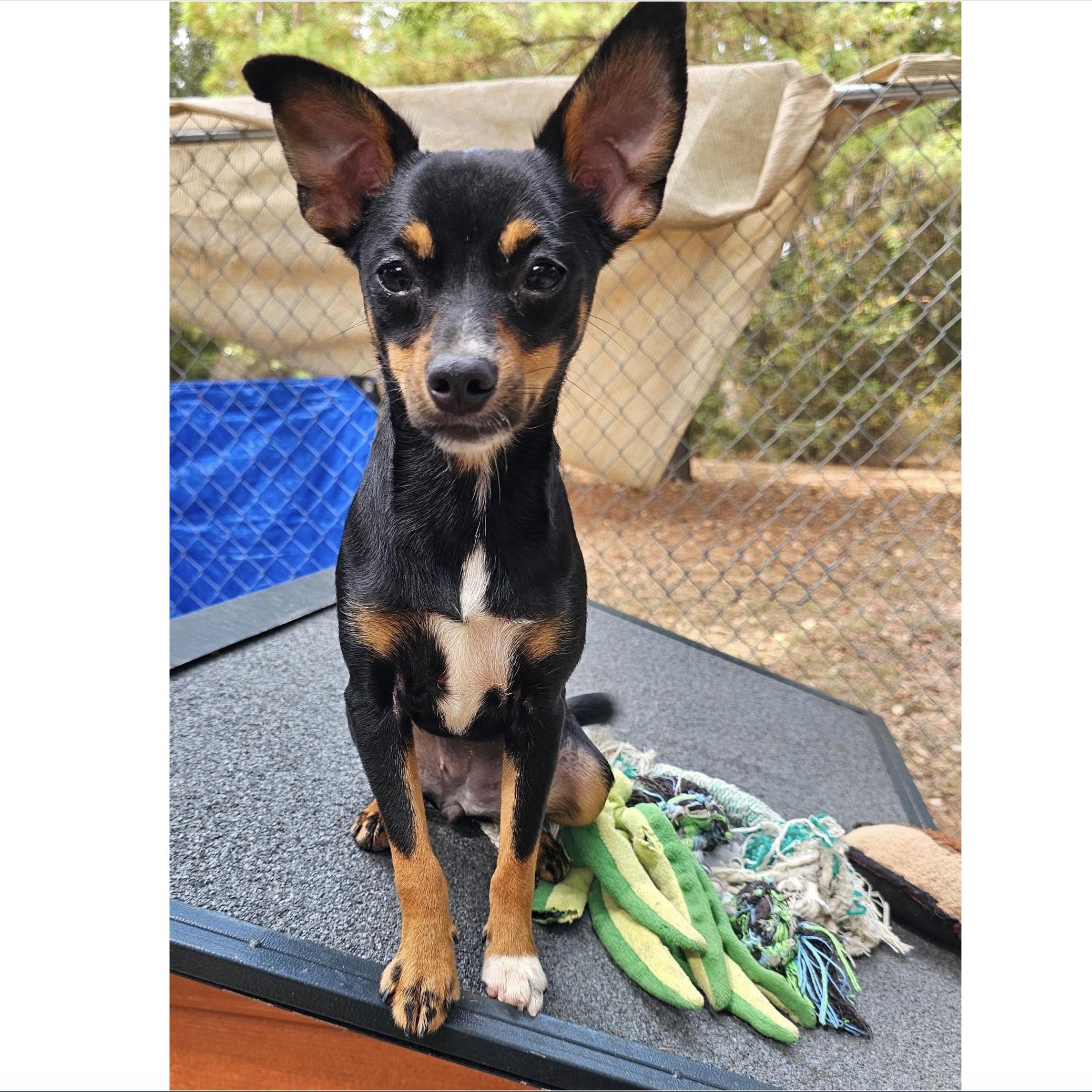Berry, Adoptable, Puppy Female Chihuahua.