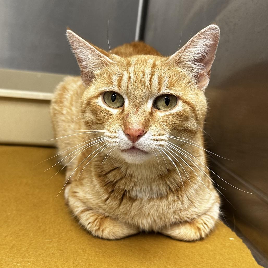 Sunkist, Adoptable, Adult Female Domestic Short Hair.