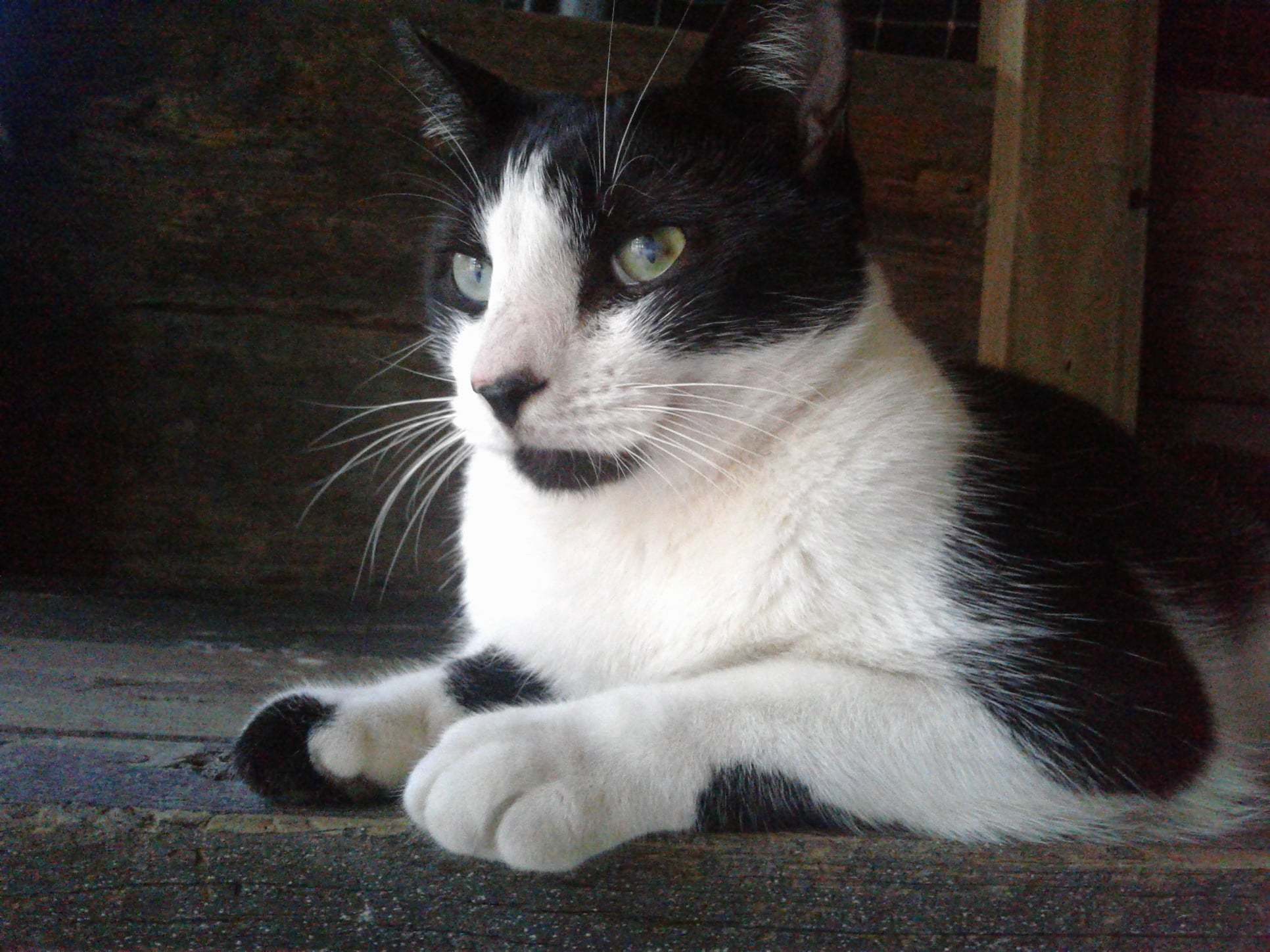 Magic 2, Adoptable, Adult Male American Shorthair.