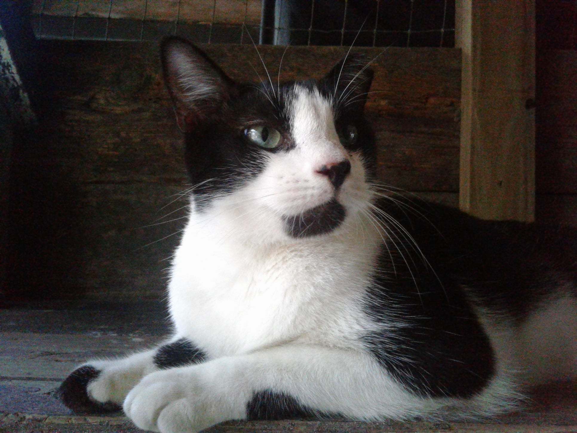 Magic 2, a Adoptable mixed breed in Hollywood, SC image 2/4