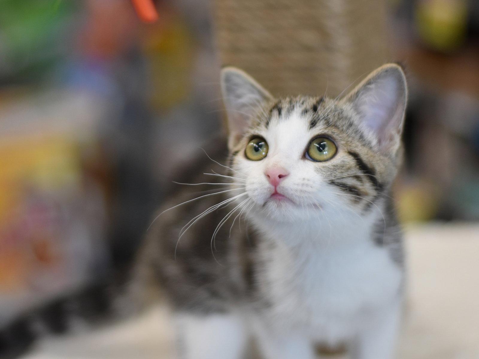 Abba, a Adopted Domestic Medium Hair in Montgomery, TX image 1/3