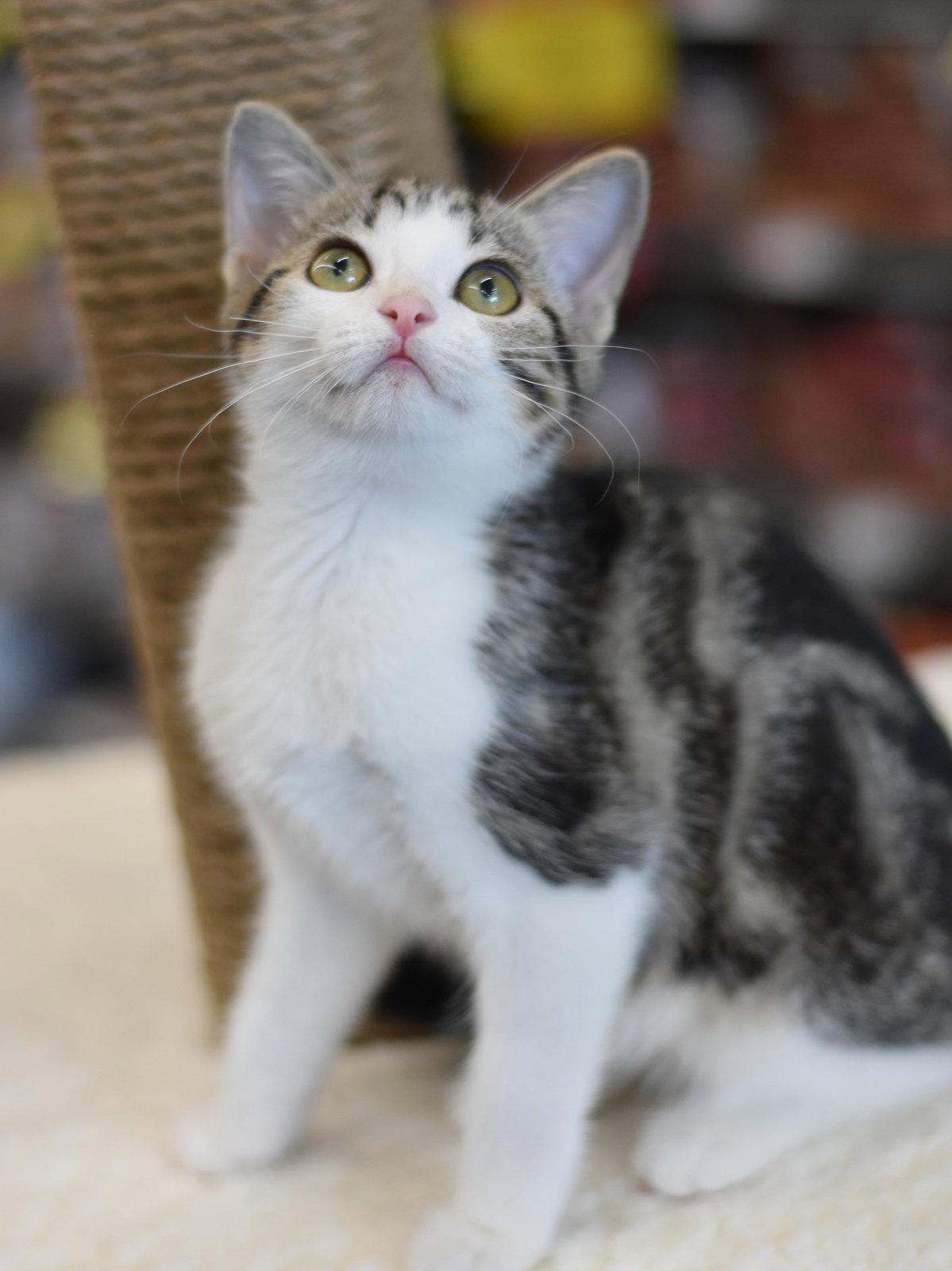 Abba, a Adopted Domestic Medium Hair in Montgomery, TX image 2/3