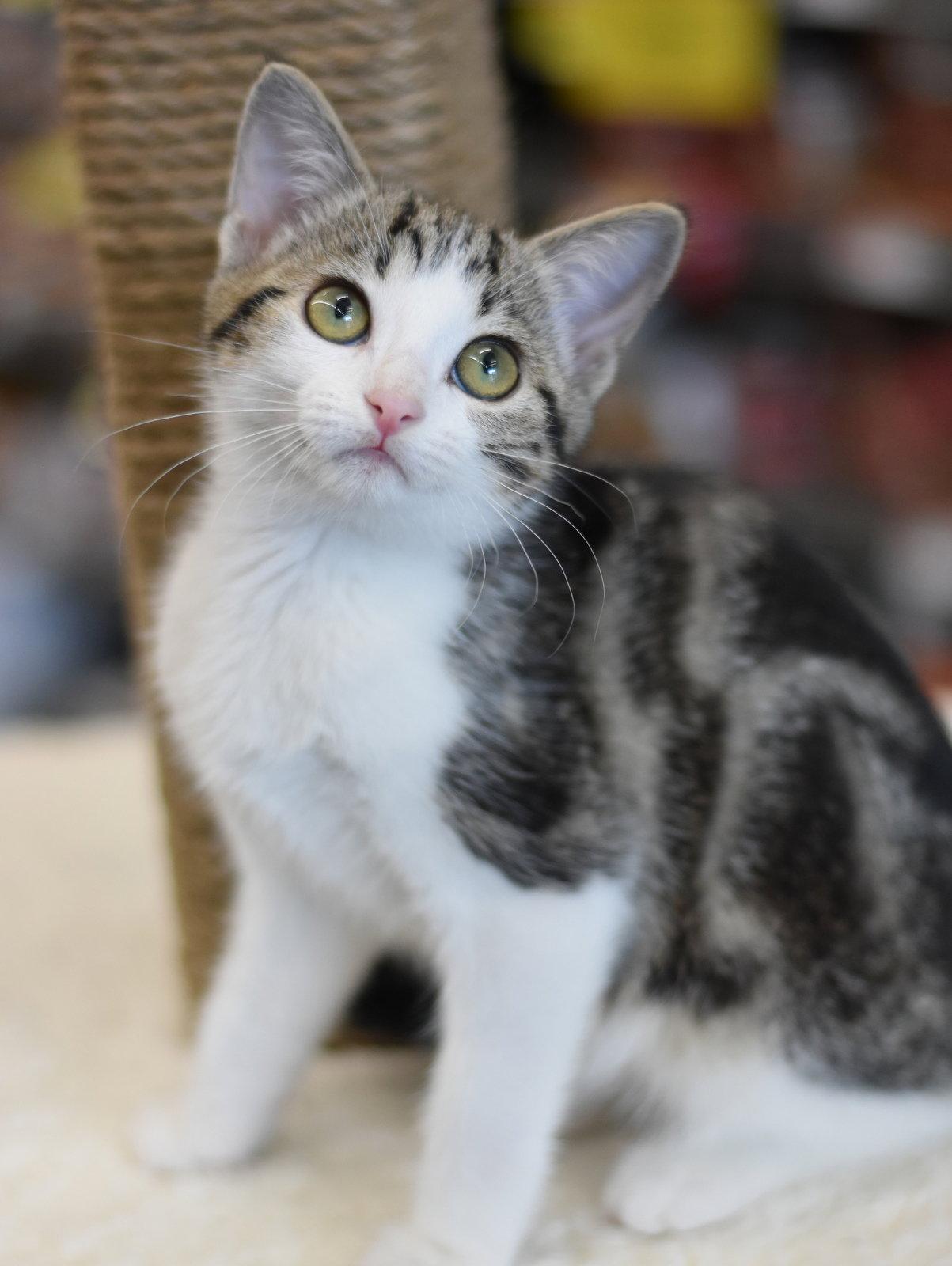 Abba, a Adopted Domestic Medium Hair in Montgomery, TX image 3/3